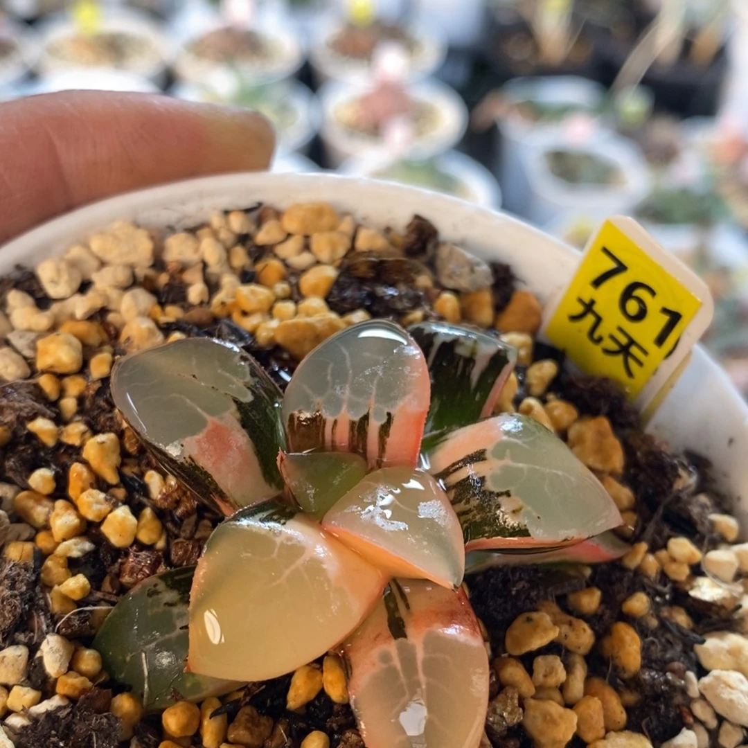 761号火凤凰克锦多肉