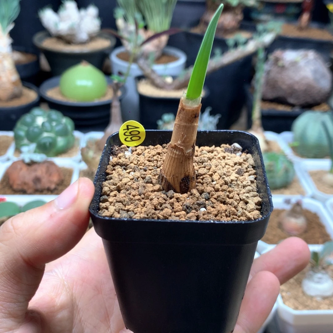 巨凤之卵带盆499带盆