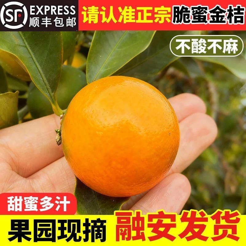 顺丰包邮正宗广西融安脆密金桔果园直发新鲜应季水果鲜嫩脆爽