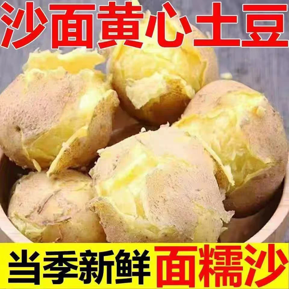 2025土豆沙面黄心土豆t新鲜现挖土豆甘肃定西洋芋蔬菜产地直发