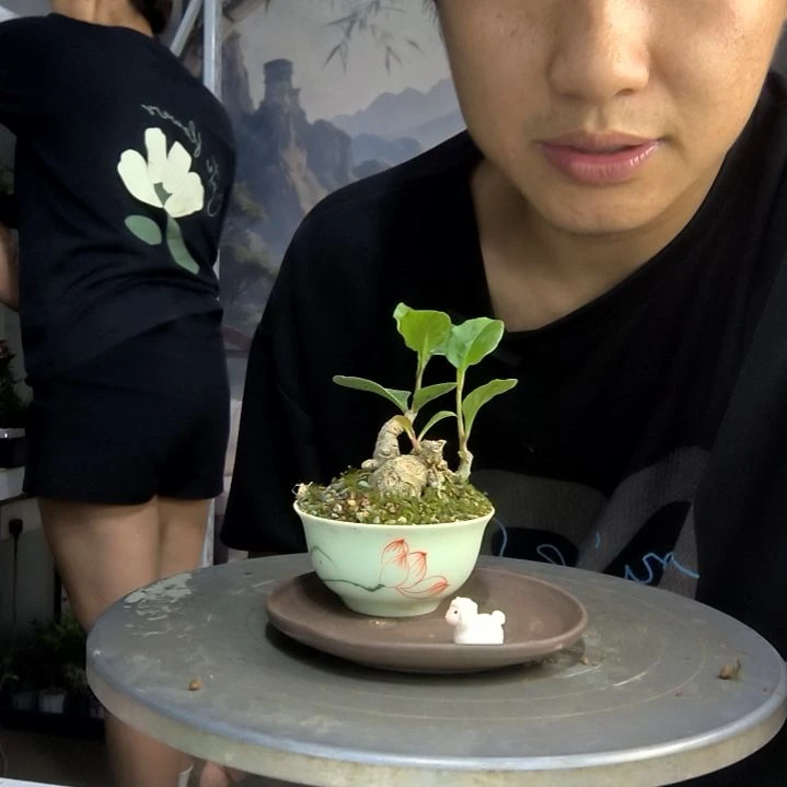 世***好中青园艺一物一拍48