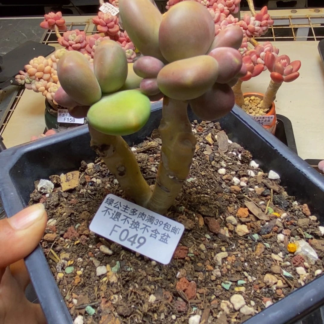 049芒果奶kk奶多肉7c m