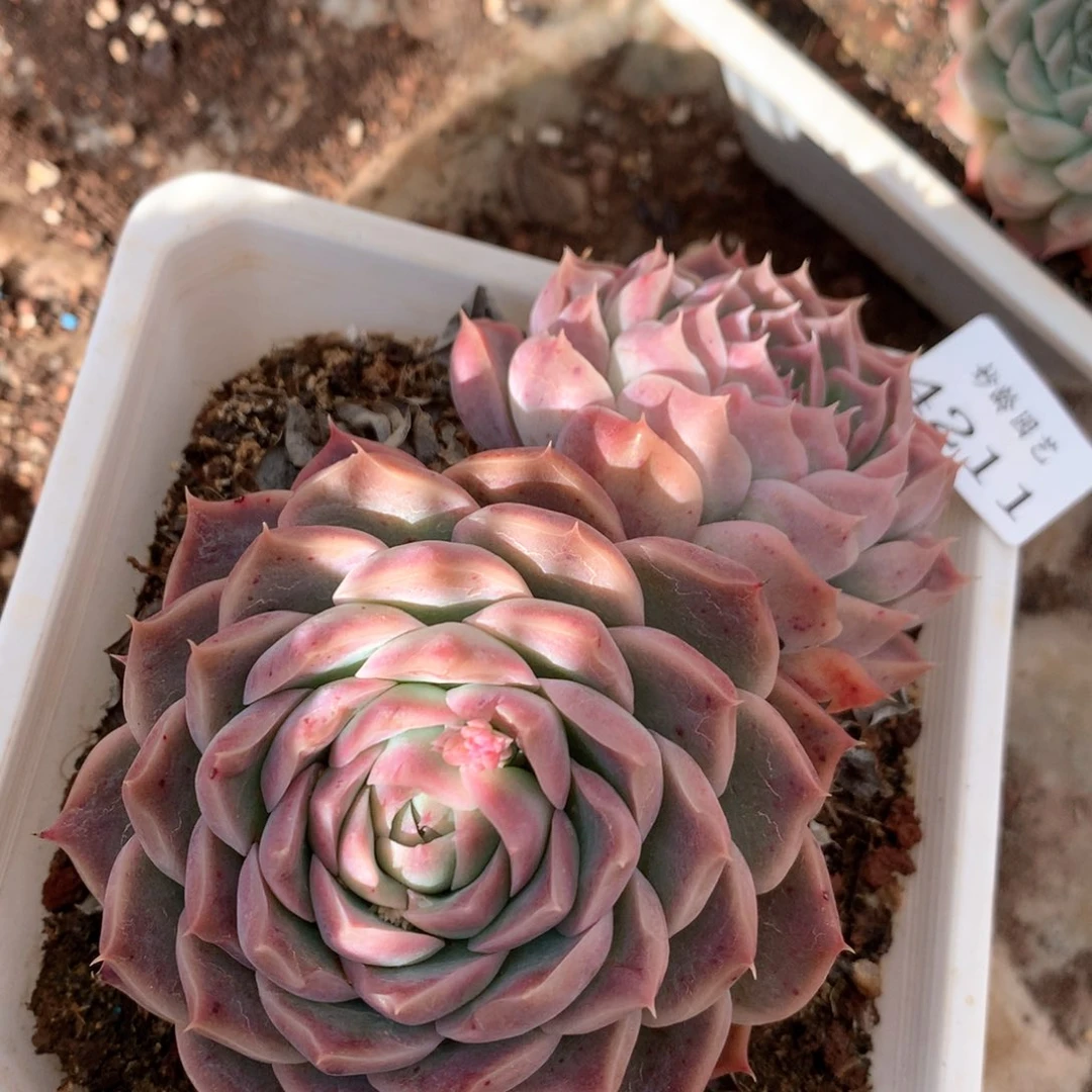 4211杂交多肉植物