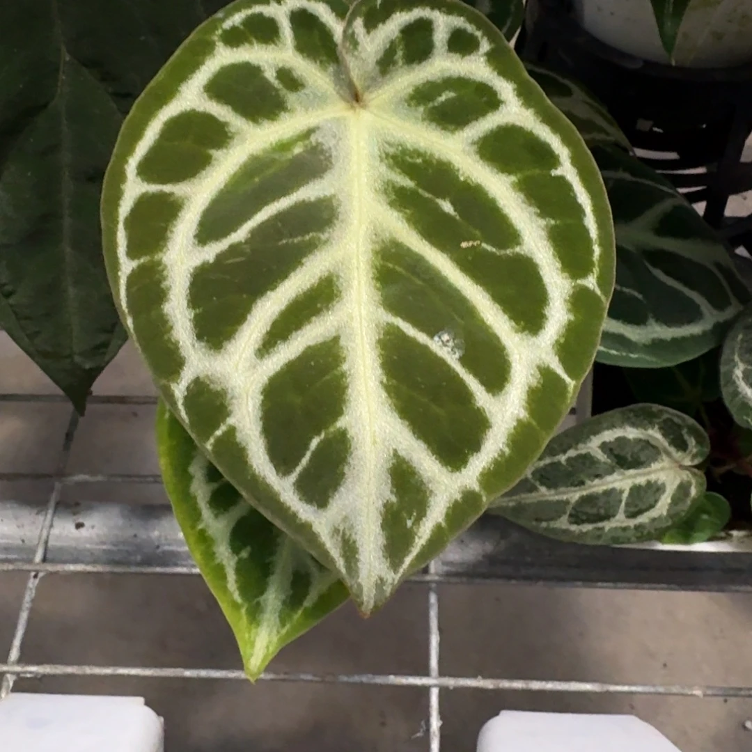 不开花植物老版银红红