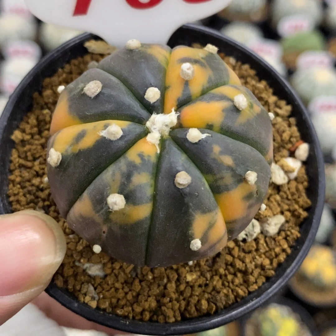 703鸾凤兜锦福利多多