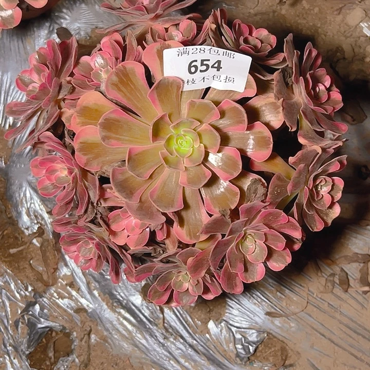 654爱神多肉植物保护