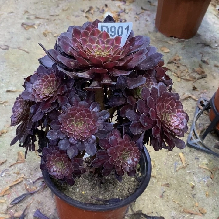 铜壶中班多肉901