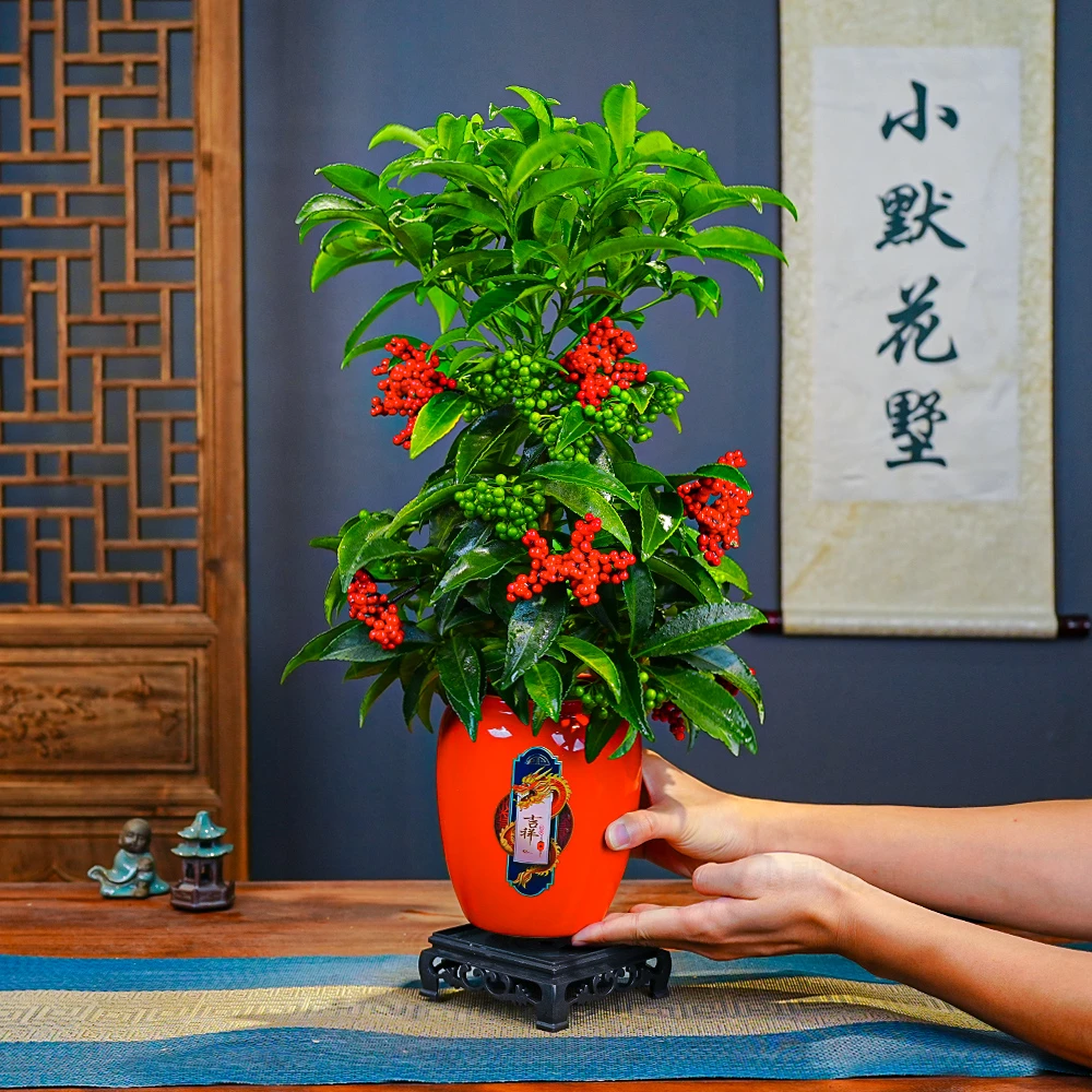 [带绿果发货]富贵籽盆栽耐阴净化空气室内观果植物