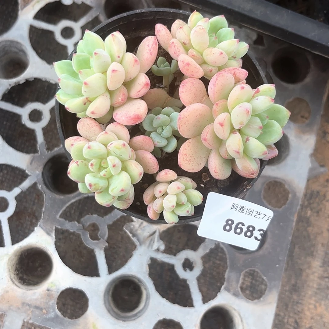 阿雅园艺。      8683蓝彩禾