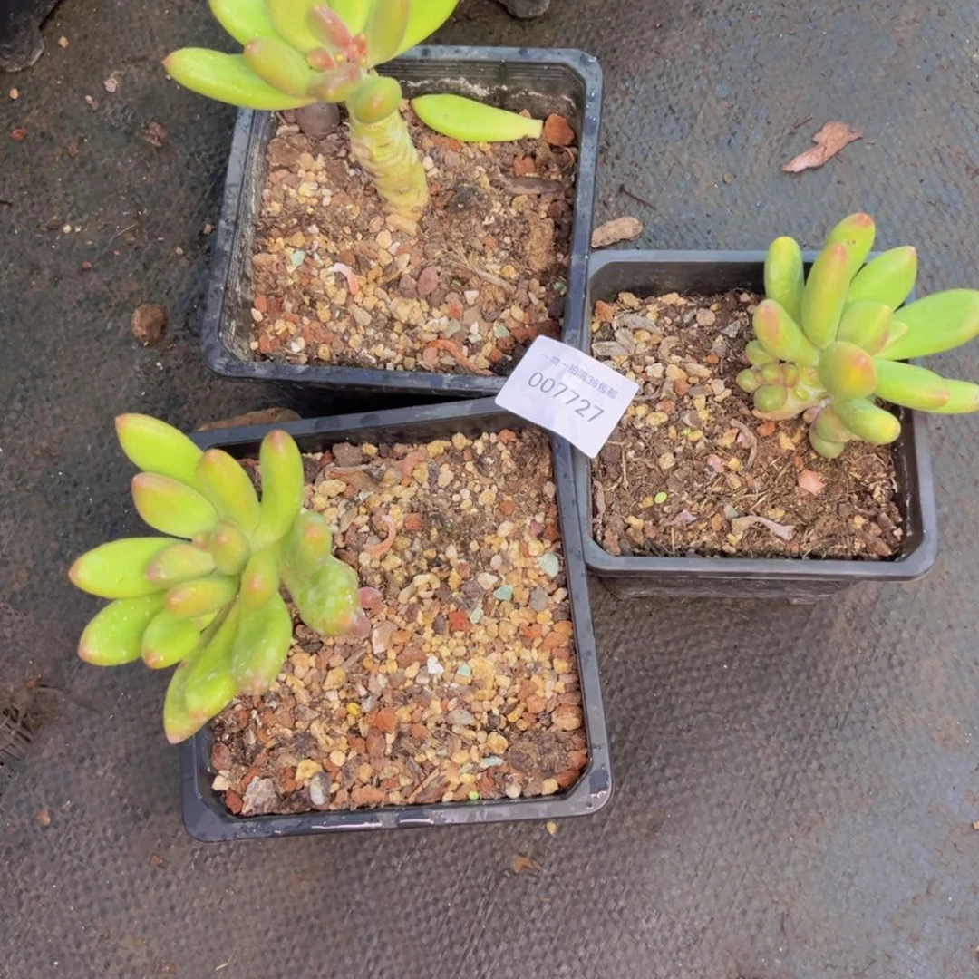 ᬊ****多肉一物一拍7727