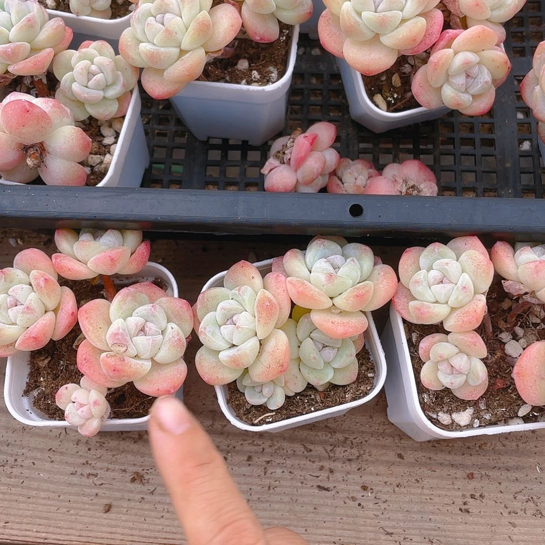 四头杆子冰玉不包整一个盆满25包邮