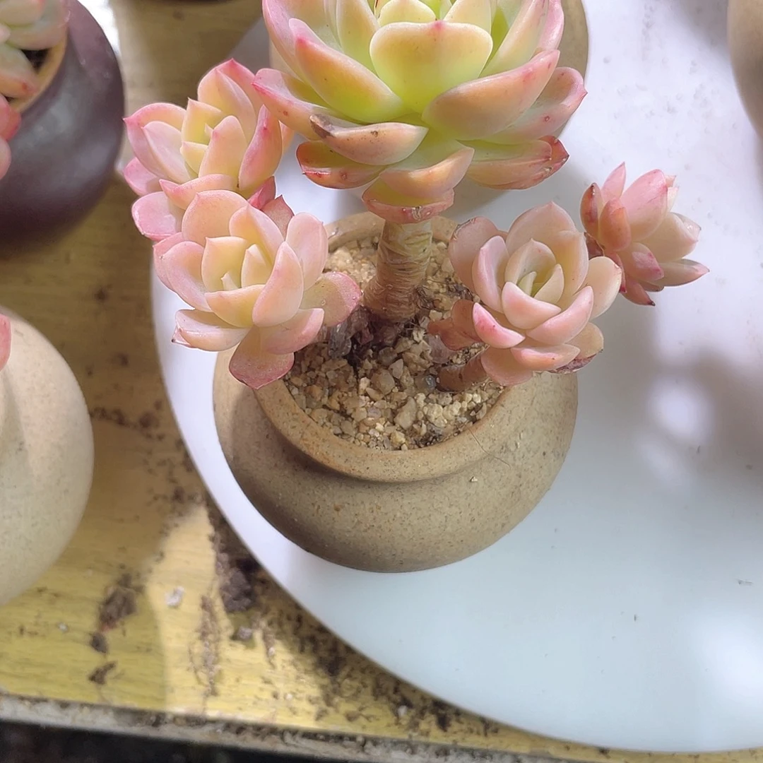 浮****梦0921  哈密瓜 六月六