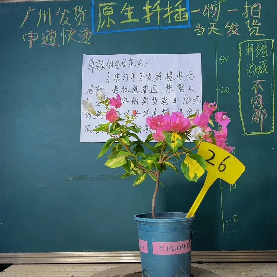 当前无花栽培后可以开花金心橙白 26