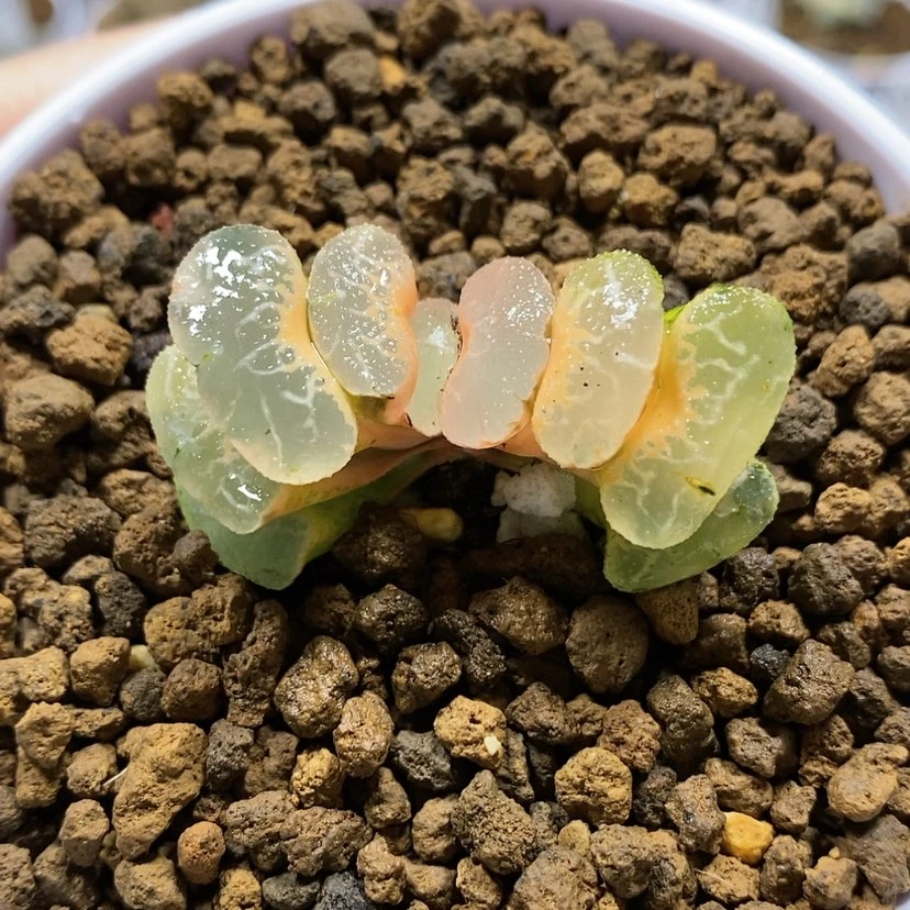 【闪购商品】糊斑浮藻玉扇锦