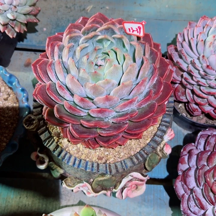 ?*然精品多肉植物老桩