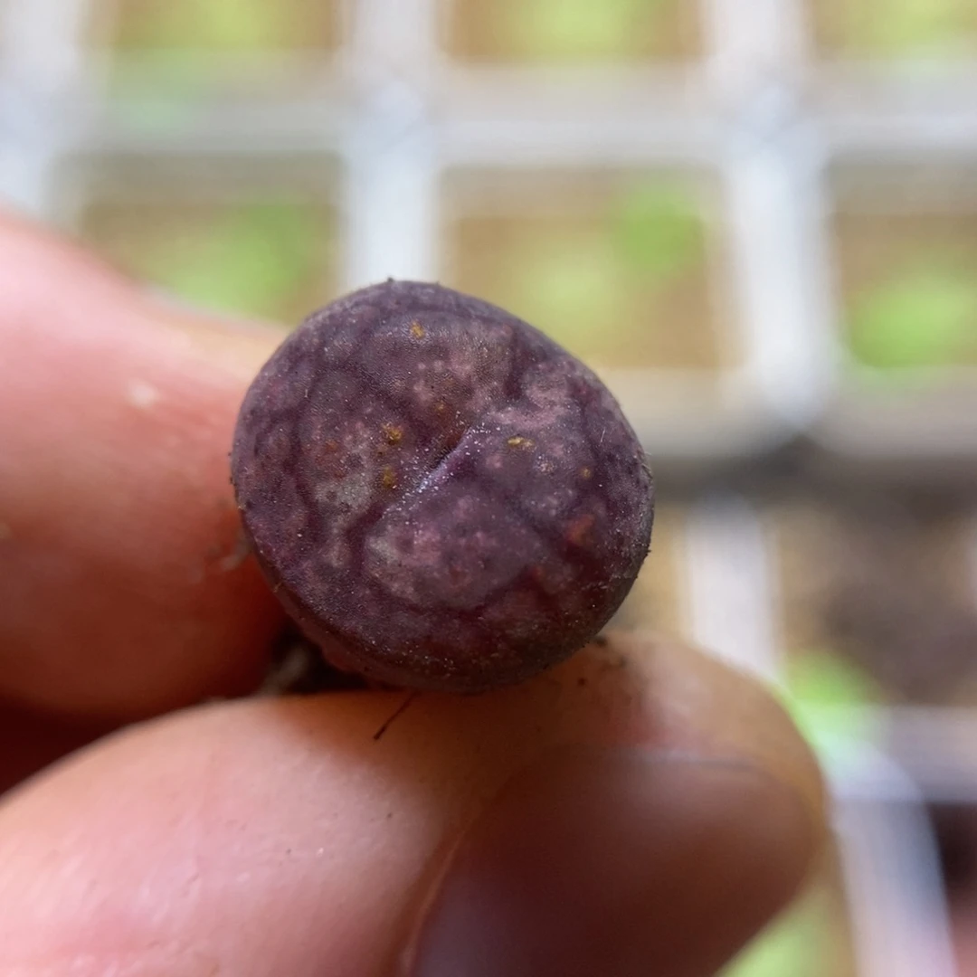 全窗墨杂点多肉植物