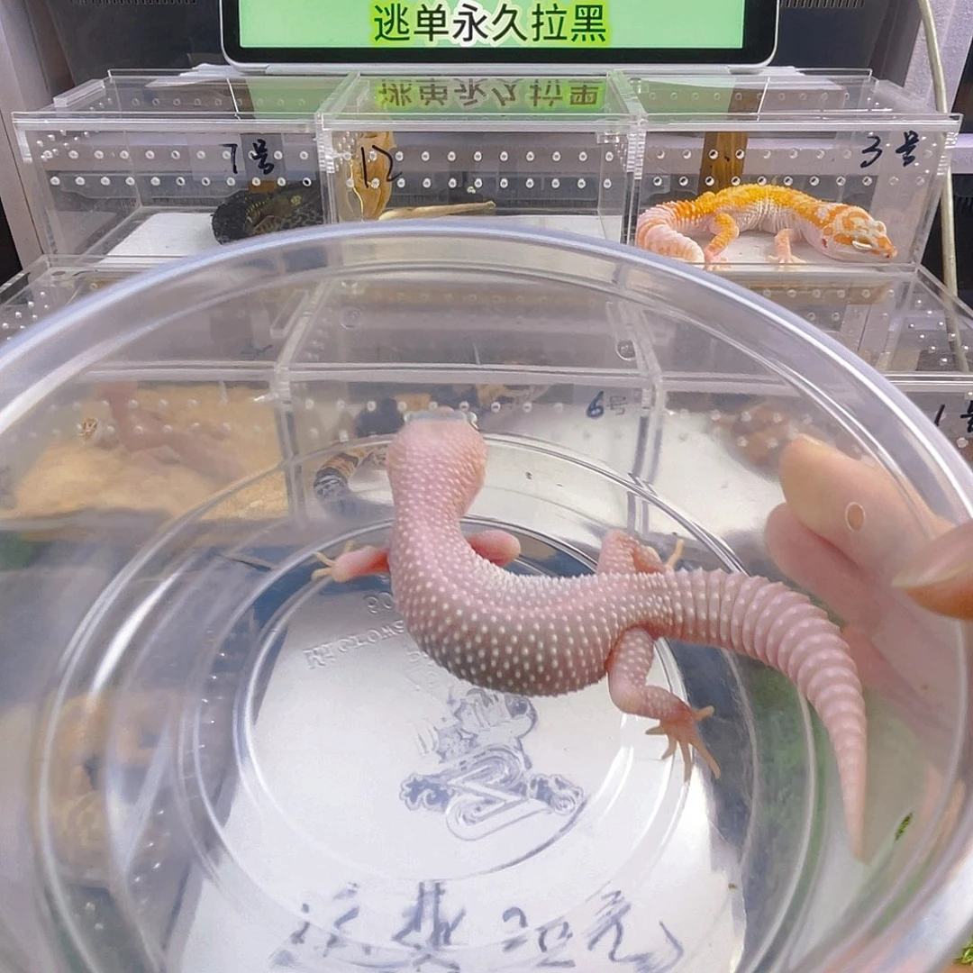 豹纹守宫守宫好看迷人可爱