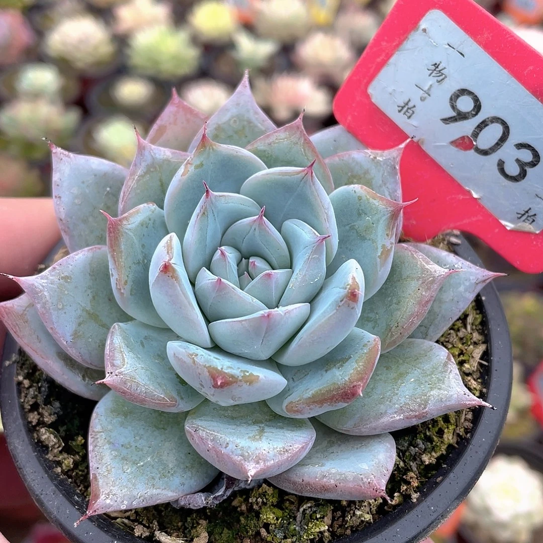 蓝卡903号多肉植物