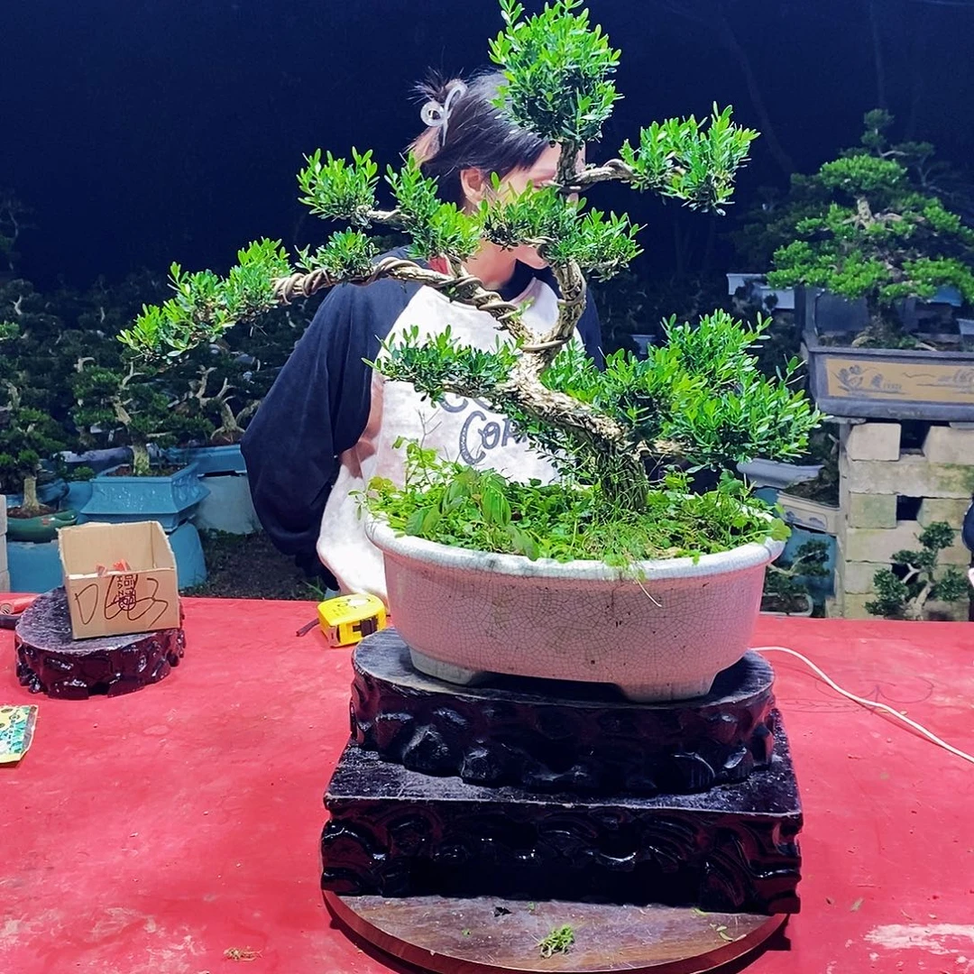完全开放广东黄杨盆景
