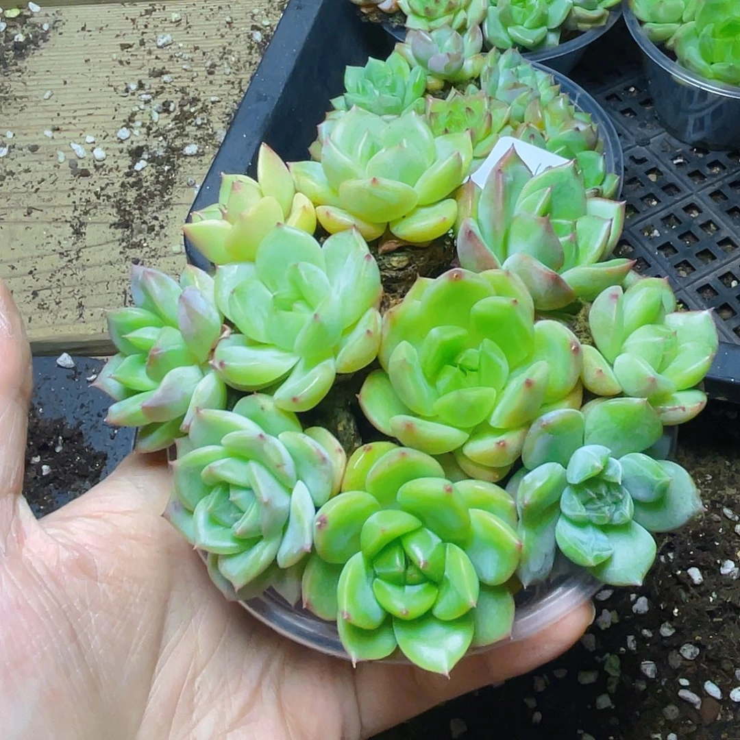 多肉植物多肉植物606