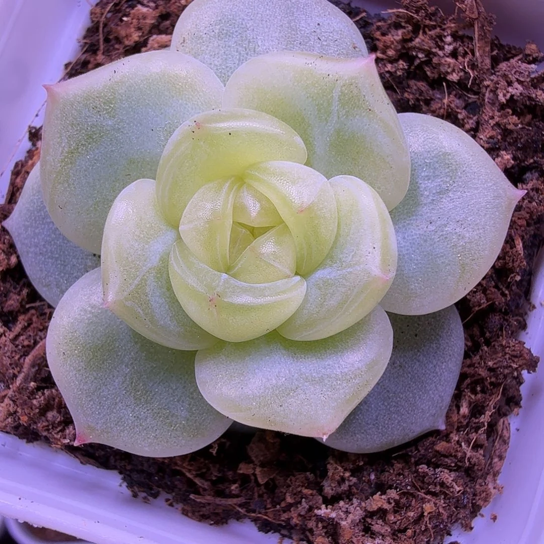 0024叶插苗一物一拍