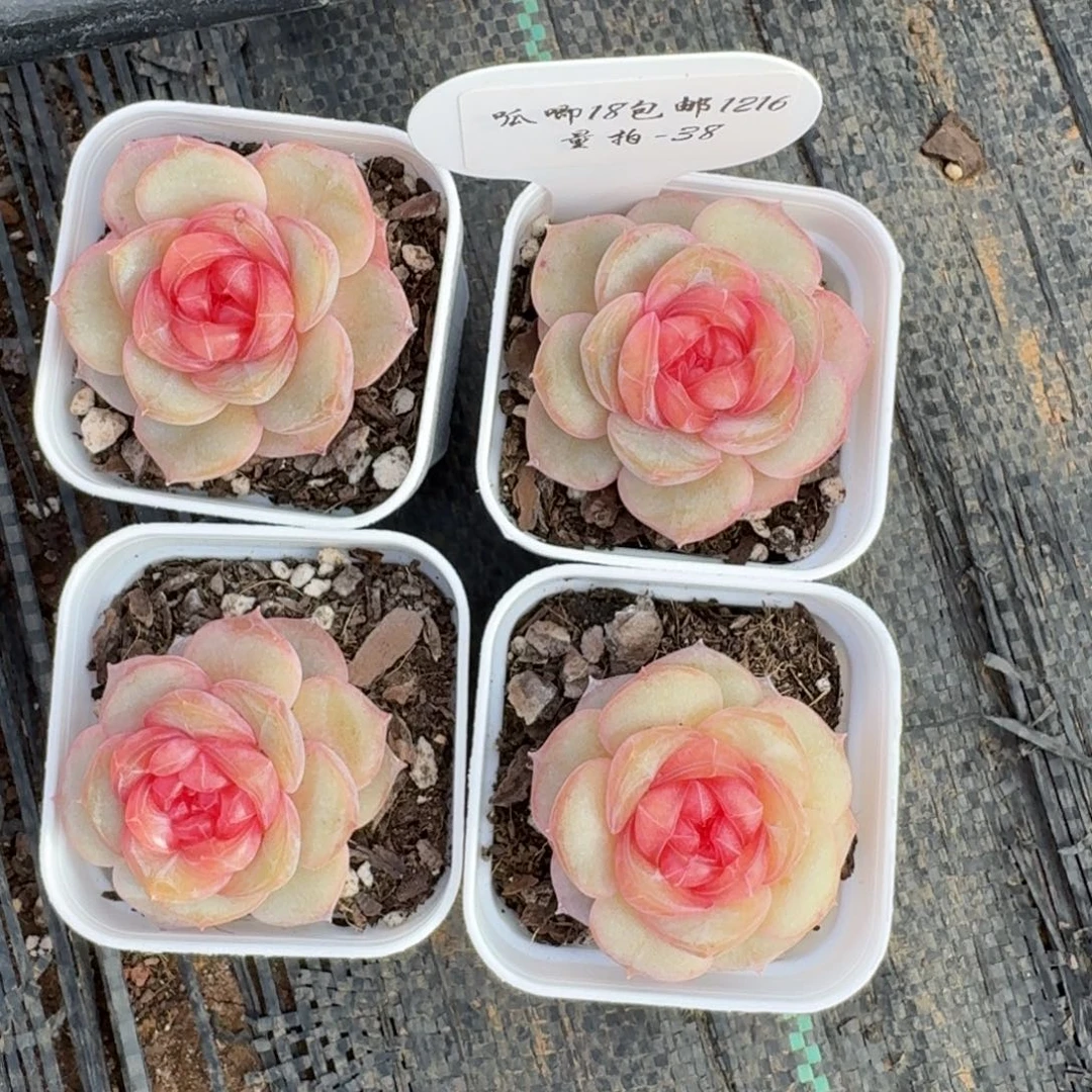1216-038-芳草十三一颗量拍