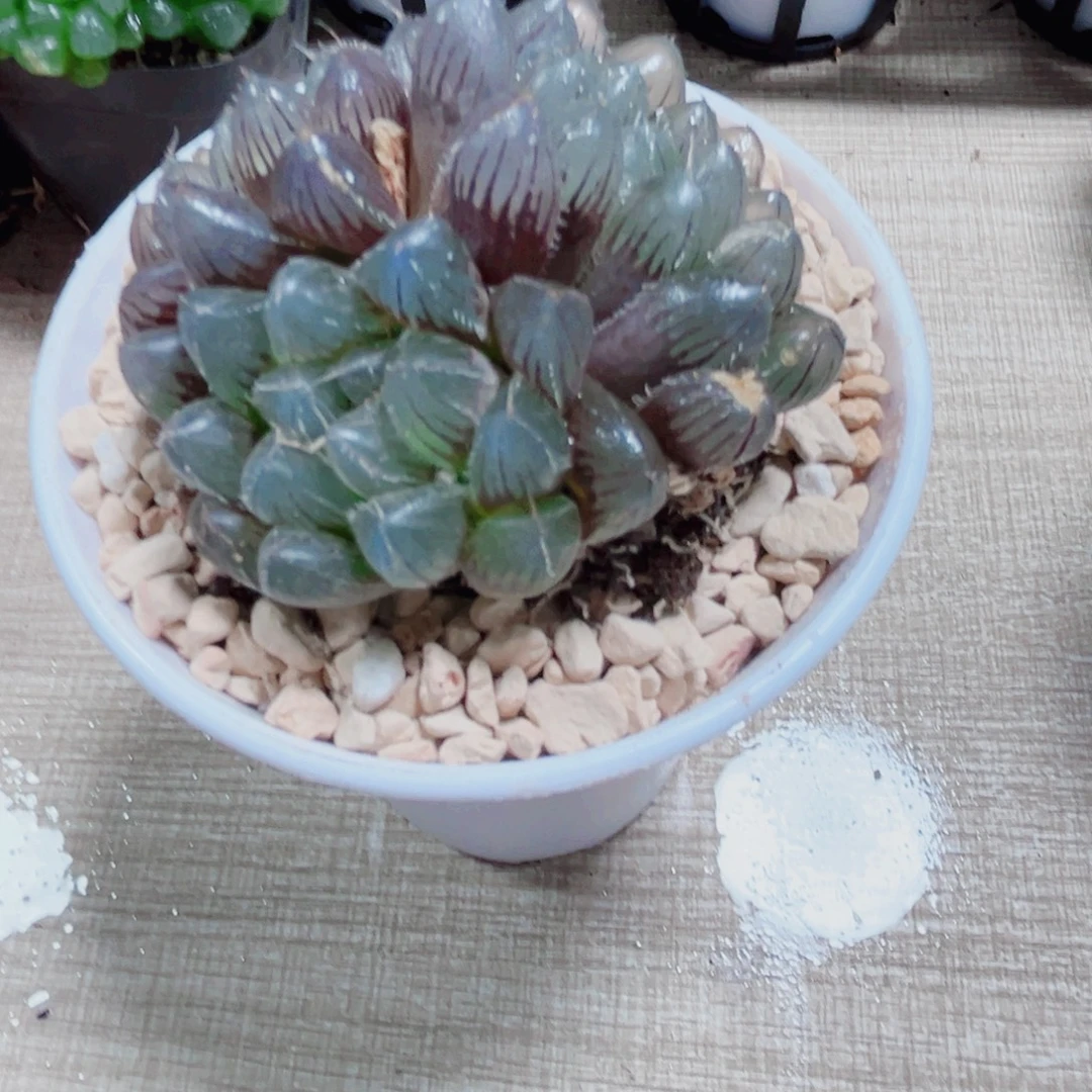 蓝镜群玉露多肉植物