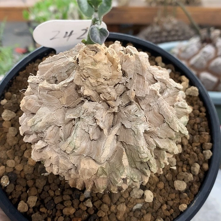 242龟甲萝摩哈哈哈哈哈哈哈