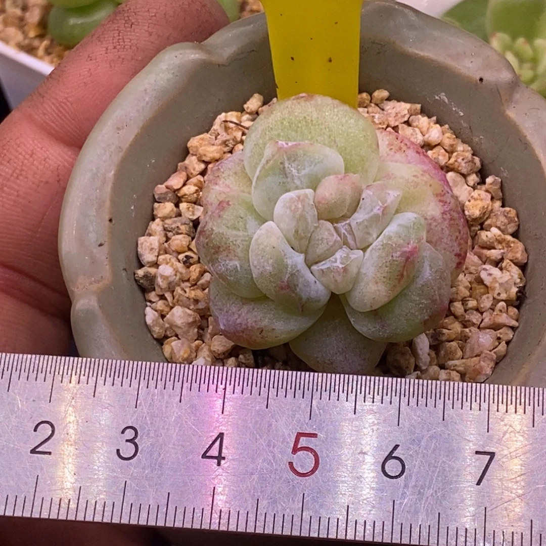 8157老冰玉石化带锦……