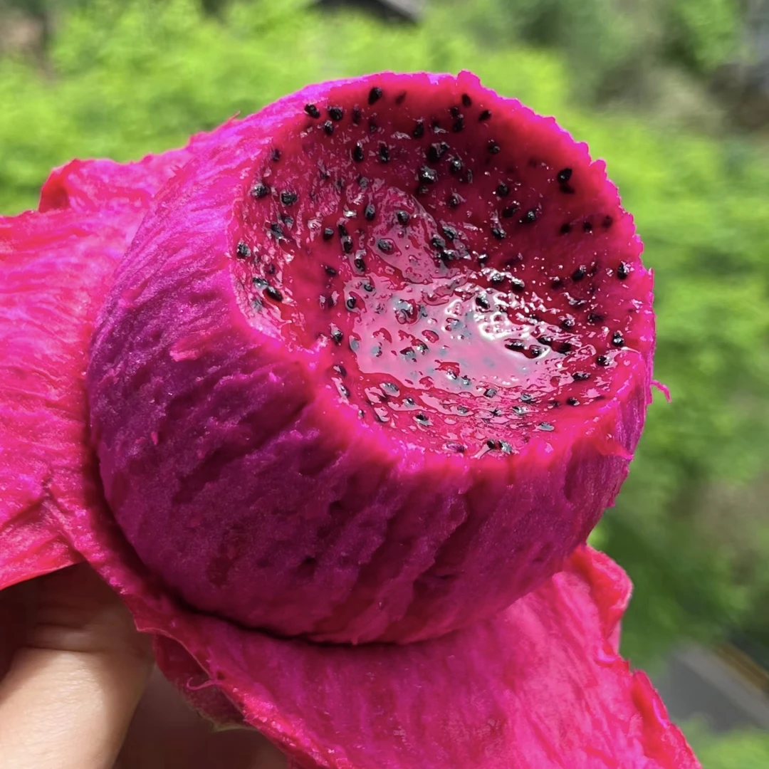 【闪送到家】广西［金都一号］红心火龙果