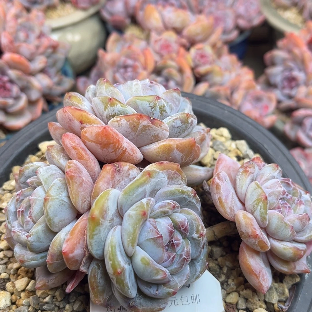 绿底紫心335/13cm4头