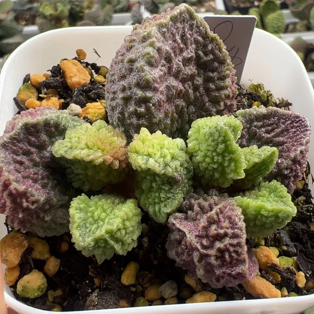 紫色蜡质感狂野纹路大苗