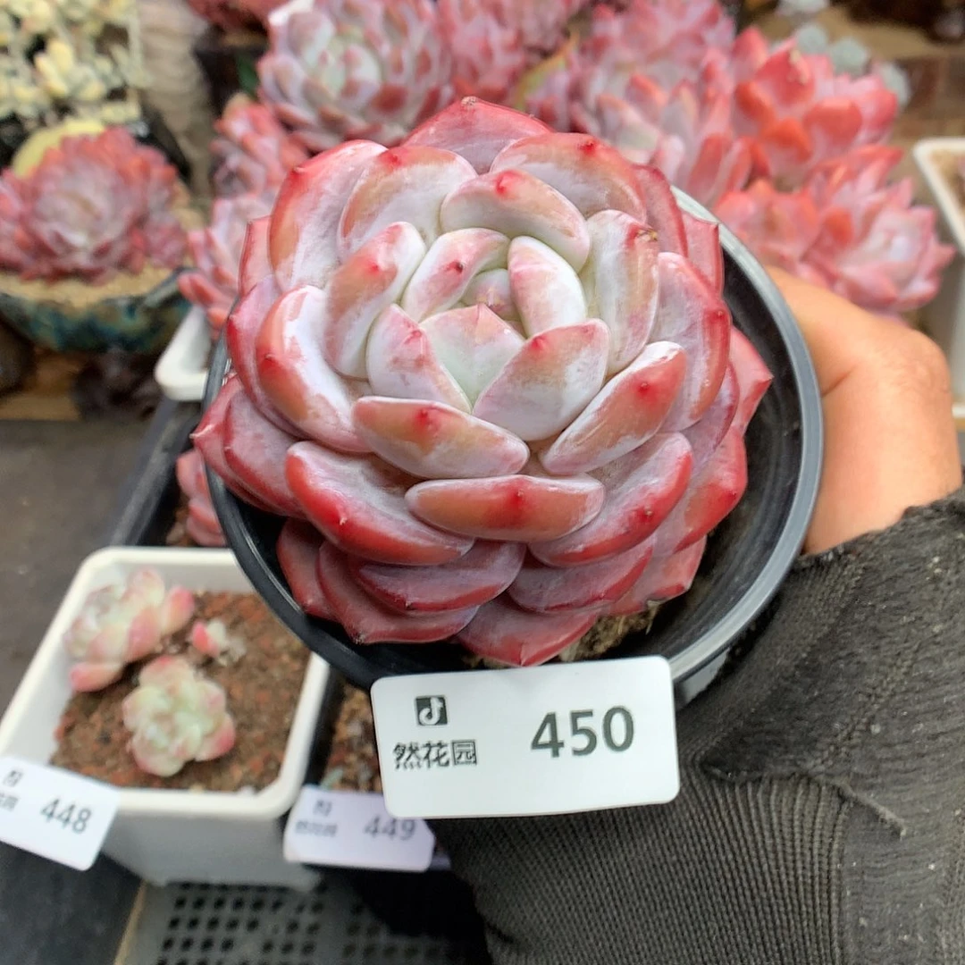 450粉星影多肉植物6666
