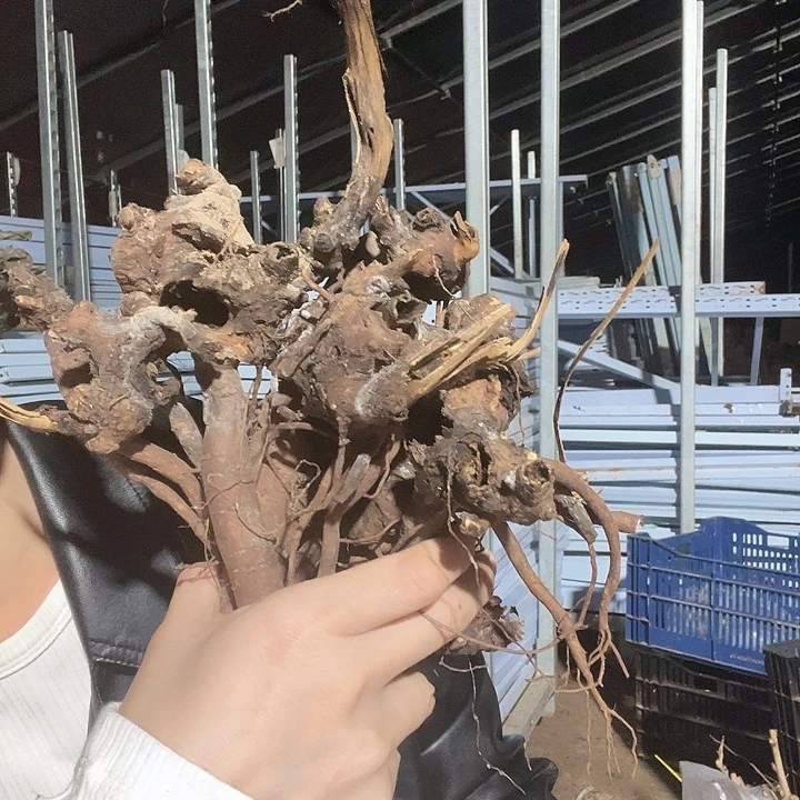 当前无花栽培后可以开花混苗6棵