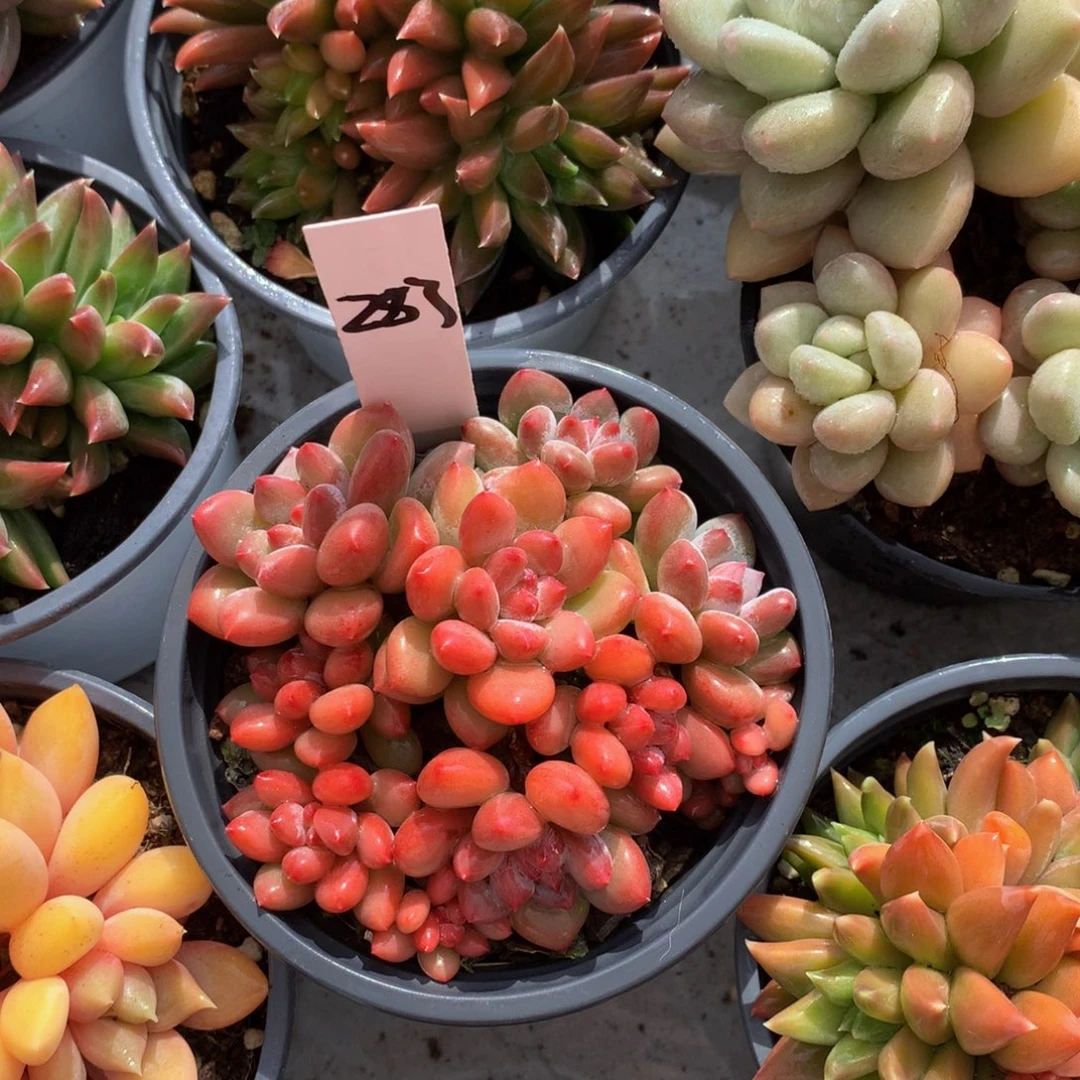 哦昂睡手指722772727272