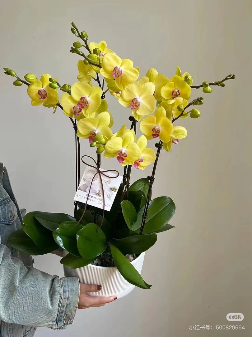 蝴蝶兰【富乐夕阳】带花苞盆栽兰花大苗客厅室内植物花卉四季好养活