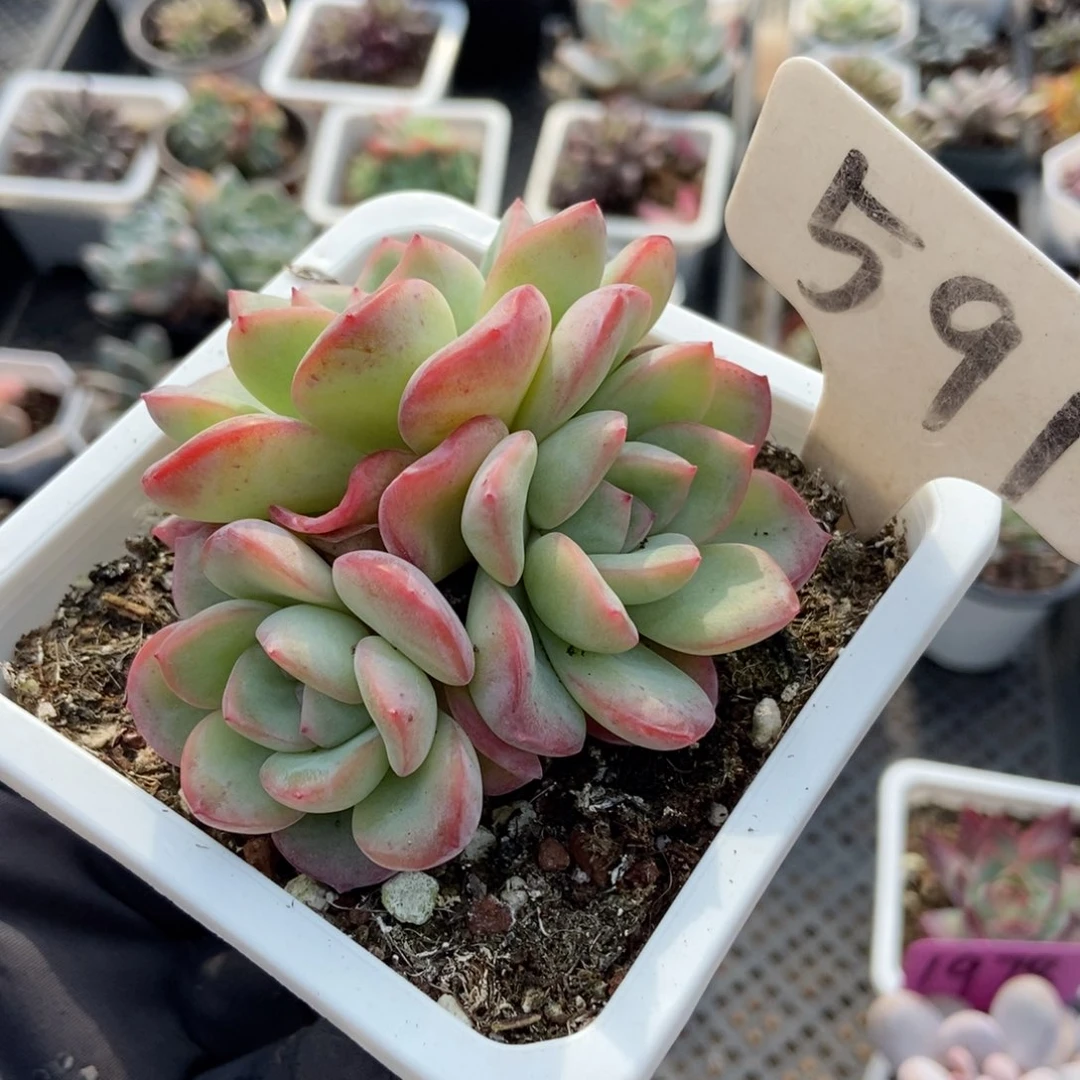 591泡芙多肉植物了多肉