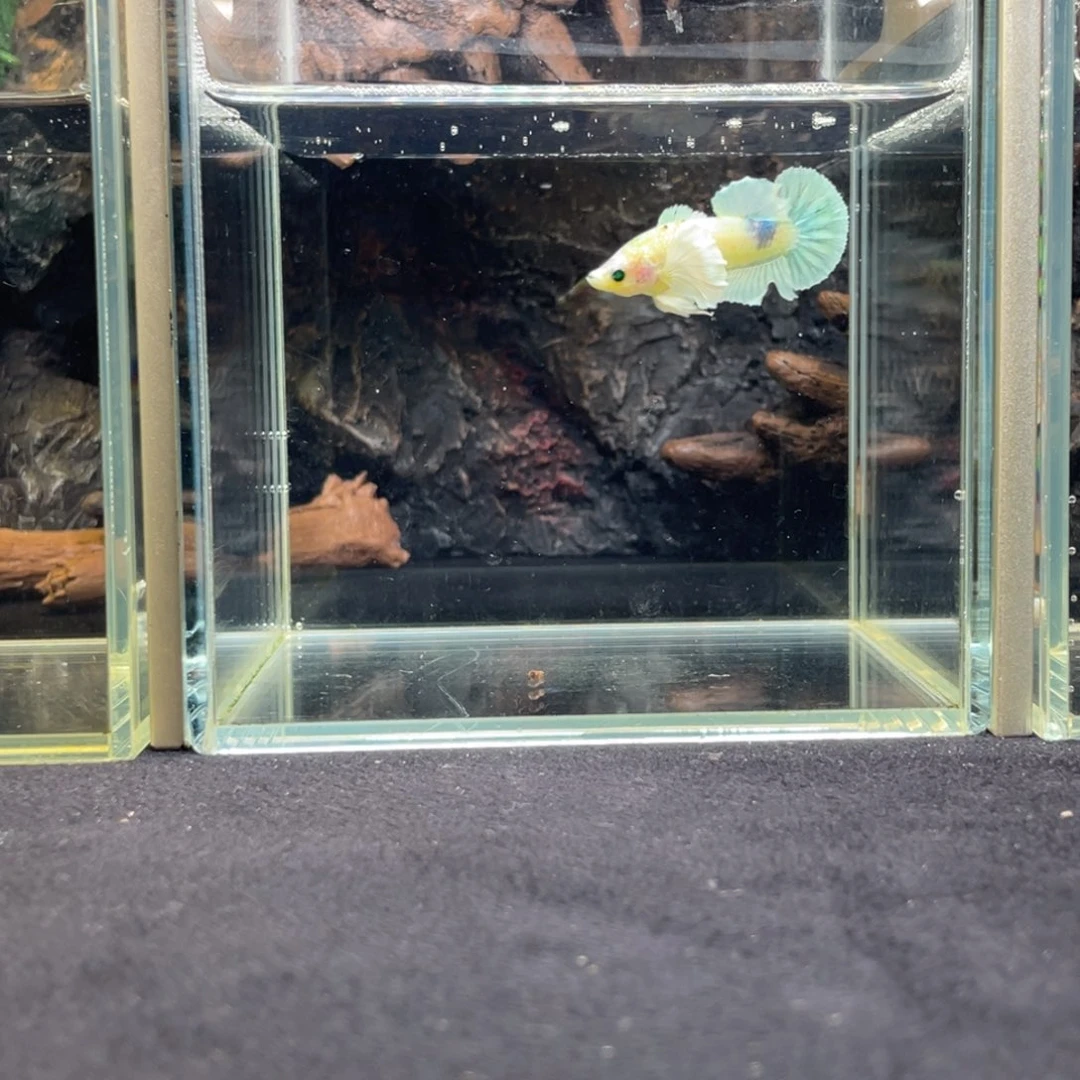 斗鱼十一月二十九日竞价