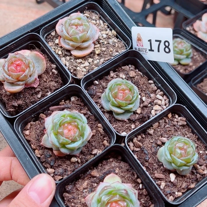 小***柒多肉植物多肉植物