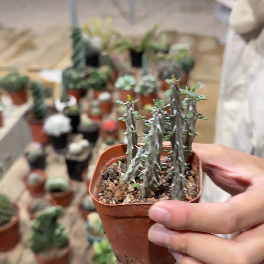 景树园艺 雅龙木小号