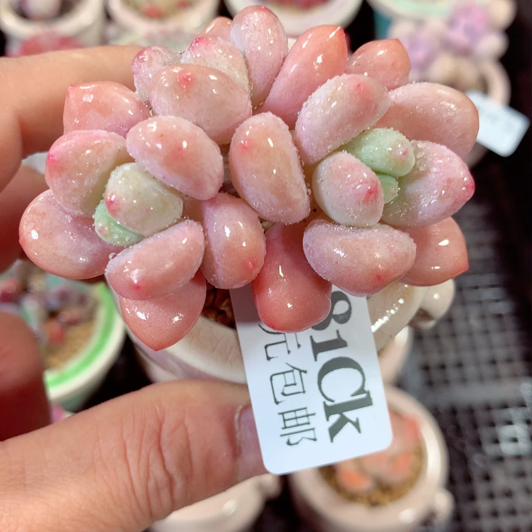 5厘米盆精控多肉381