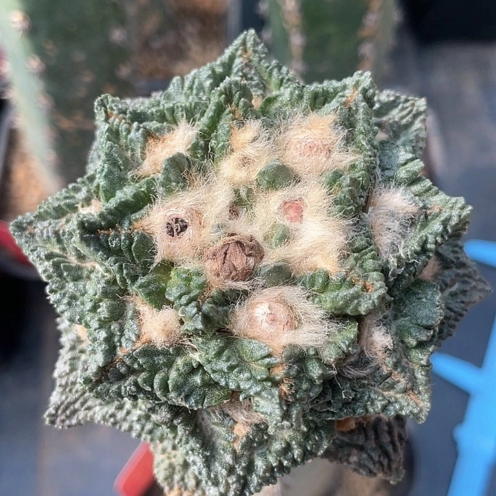 仙人球袖浦接龟甲8.5公分346