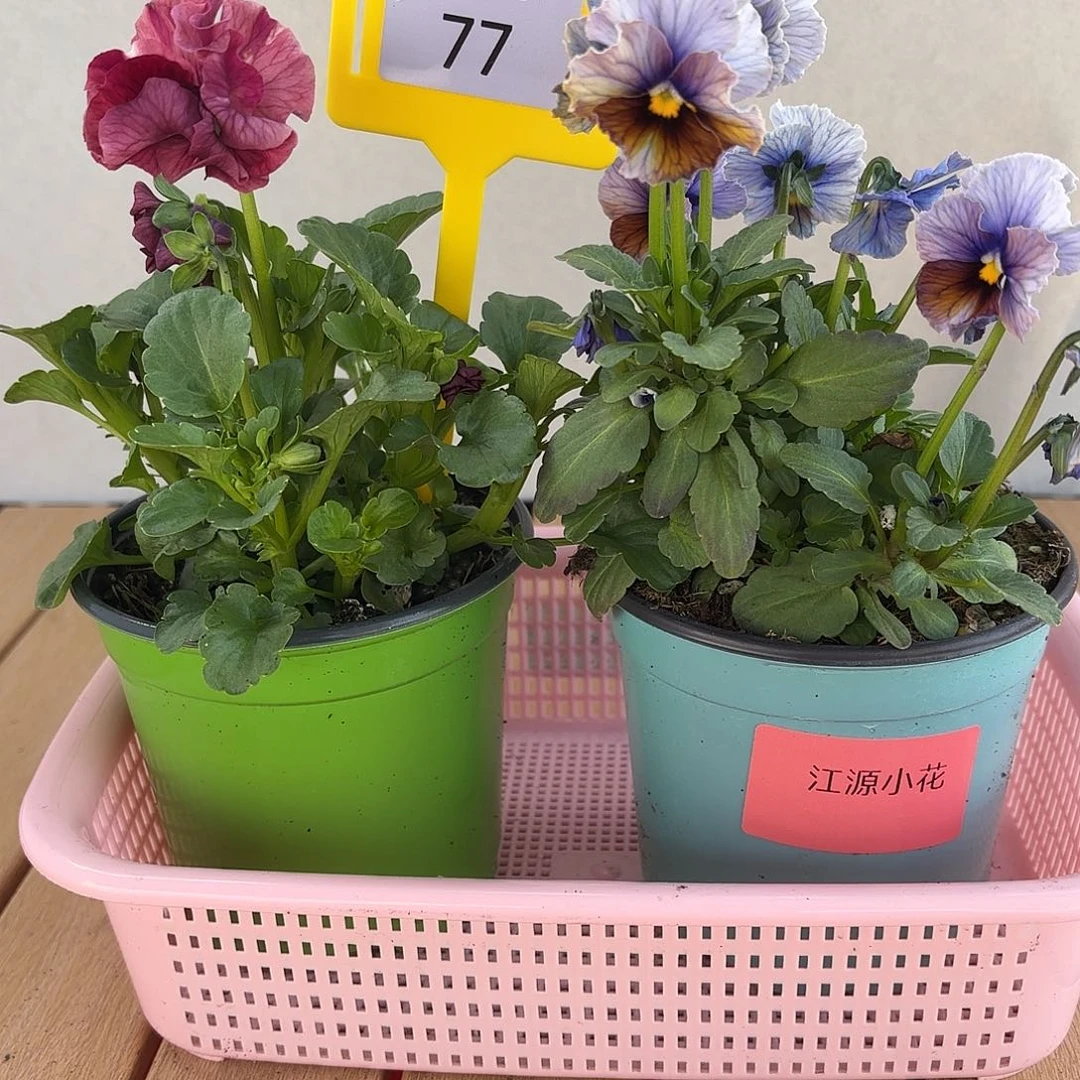 大部分开放少量花苞77