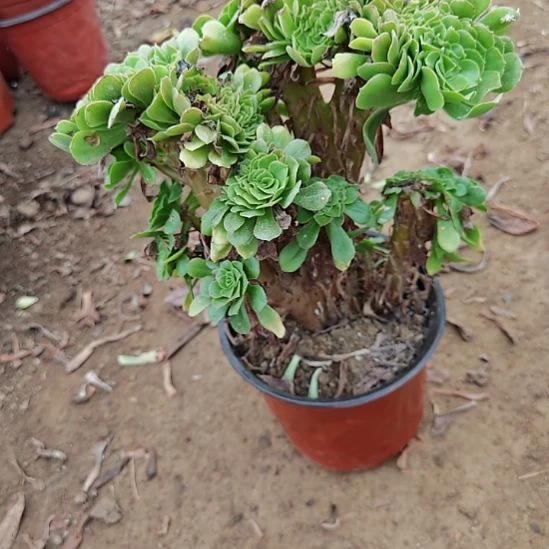 绿羊绒缀加急法师8
