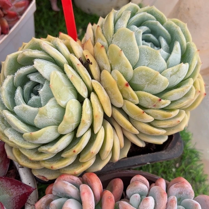 201劳林平平安安健健康康