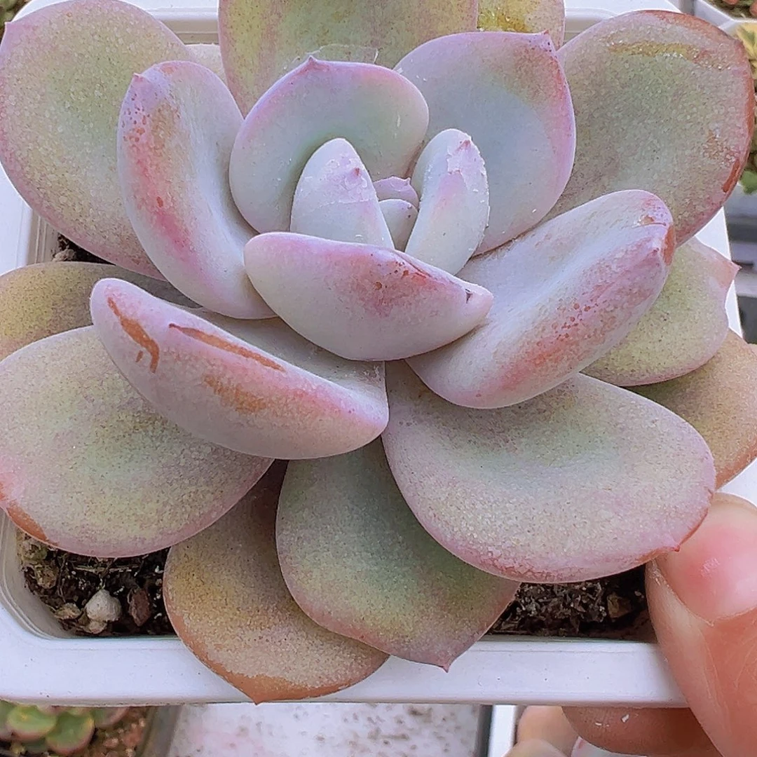 大奶茶19包邮多肉植物