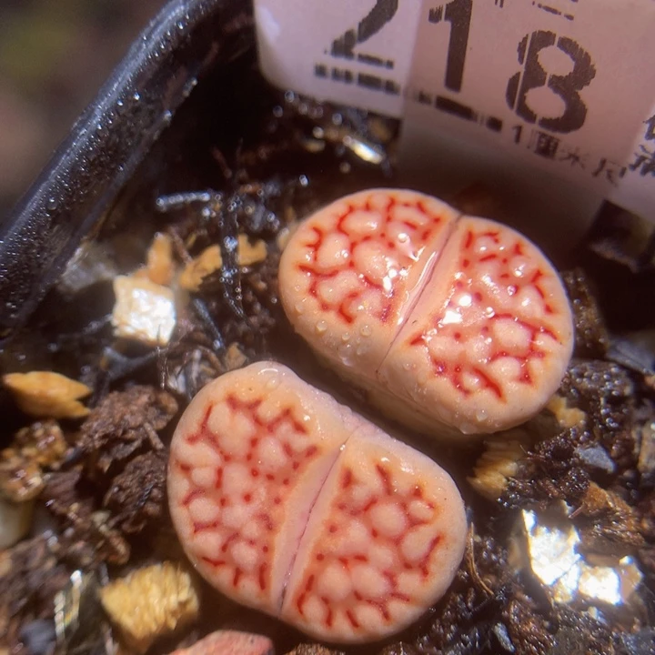 精品生石花121.218