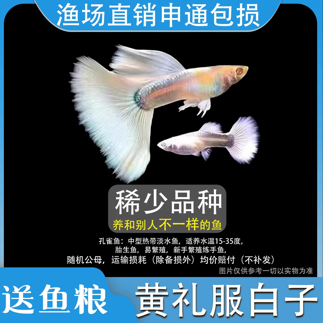 黄礼服白子孔雀鱼白金礼服黄凤尾鱼特大孕母临产胎生鱼好养耐活