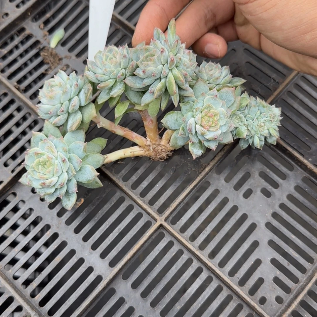 一物一拍秘境冰魄龙头树缀13