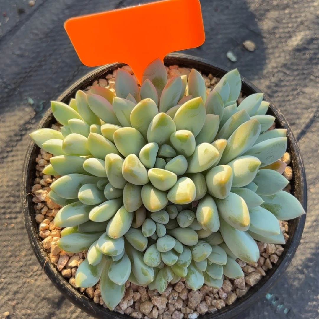 无花朵小叶奶糖1111111